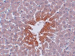 Invitrogen JMJD7 Polyclonal Antibody 100 &mu;g; Unconjugated:Antibodies,