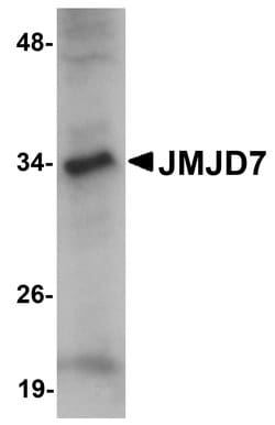 Invitrogen JMJD7 Polyclonal Antibody 100 &mu;g; Unconjugated:Antibodies,