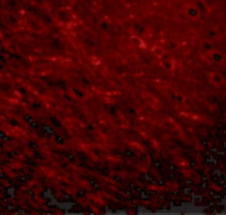 Invitrogen Prosapip1 Polyclonal Antibody 100 &mu;g; Unconjugated:Antibodies