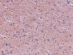 Invitrogen Prosapip1 Polyclonal Antibody 100 &mu;g; Unconjugated:Antibodies