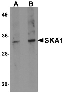 Invitrogen SKA1 Polyclonal Antibody 100 &mu;g; Unconjugated:Antibodies,