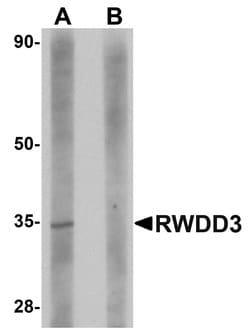 Invitrogen RWDD3 Polyclonal Antibody 100 &mu;g; Unconjugated:Antibodies,
