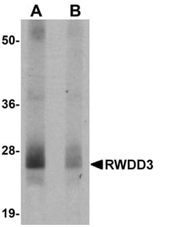 Invitrogen RWDD3 Polyclonal Antibody 100 μg; Unconjugated:Antibodies,