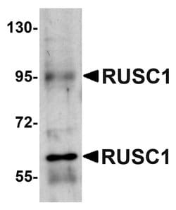 Invitrogen RUSC1 Polyclonal Antibody 100 &mu;g; Unconjugated:Antibodies,