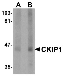 Invitrogen PLEKHO1 Polyclonal Antibody 100 &mu;g; Unconjugated:Antibodies,