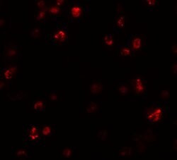 Invitrogen FRMPD1 Polyclonal Antibody 100 &mu;g; Unconjugated:Antibodies,