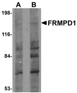 Invitrogen FRMPD1 Polyclonal Antibody 100 &mu;g; Unconjugated:Antibodies,
