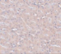 Invitrogen FRMPD2 Polyclonal Antibody 100 &mu;g; Unconjugated:Antibodies,