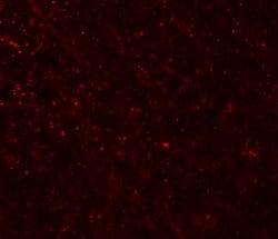 FRMPD3 Polyclonal Antibody, Invitrogen 100 &mu;g; Unconjugated:Antibodies