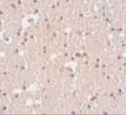 FRMPD3 Polyclonal Antibody, Invitrogen 100 &mu;g; Unconjugated:Antibodies