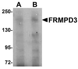 FRMPD3 Polyclonal Antibody, Invitrogen 100 &mu;g; Unconjugated:Antibodies