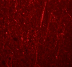 Invitrogen FRMPD4 Polyclonal Antibody 100 &mu;g; Unconjugated:Anticorps,