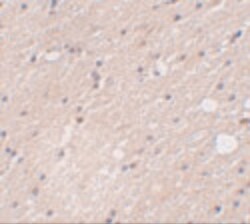Invitrogen FRMPD4 Polyclonal Antibody 100 &mu;g; Unconjugated:Anticorps,