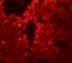 Invitrogen SRPX2 Polyclonal Antibody 100 &mu;g; Unconjugated:Antibodies,