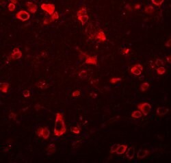 Invitrogen FAM59B Polyclonal Antibody 100 &mu;g; Unconjugated:Antibodies,
