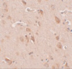 Invitrogen FAM59B Polyclonal Antibody 100 &mu;g; Unconjugated:Antibodies,