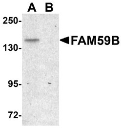 Invitrogen FAM59B Polyclonal Antibody 100 &mu;g; Unconjugated:Antibodies,