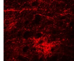SIPA1L3 Polyclonal Antibody, Invitrogen 100 &mu;g; Unconjugated:Antibodies