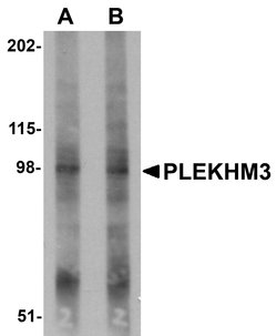 Invitrogen PLEKHM3 Polyclonal Antibody 100 μg; Unconjugated:Antibodies,