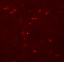 Invitrogen ZNF536 Polyclonal Antibody 100 &mu;g; Unconjugated:Antibodies,
