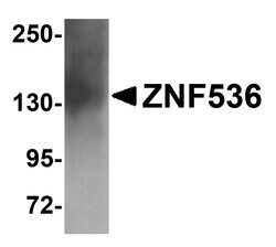 Invitrogen ZNF536 Polyclonal Antibody 100 &mu;g; Unconjugated:Antibodies,