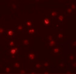 Invitrogen PPAPDC2 Polyclonal Antibody 100 &mu;g; Unconjugated:Antibodies,