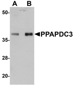 Invitrogen PPAPDC3 Polyclonal Antibody 100 &mu;g; Unconjugated:Antibodies,