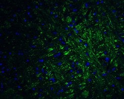 Invitrogen PRDM16 Polyclonal Antibody 100 &mu;g; Unconjugated:Antibodies,