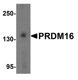 Invitrogen PRDM16 Polyclonal Antibody 100 &mu;g; Unconjugated:Antibodies,