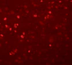 Invitrogen SYNGR1 Polyclonal Antibody 100 &mu;g; Unconjugated:Antibodies,
