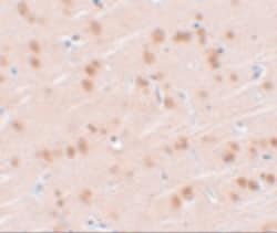 Invitrogen SYNGR1 Polyclonal Antibody 100 &mu;g; Unconjugated:Antibodies,