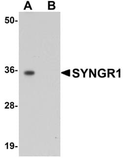 Invitrogen SYNGR1 Polyclonal Antibody 100 &mu;g; Unconjugated:Antibodies,