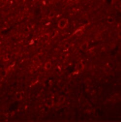 Invitrogen SYNGR2 Polyclonal Antibody 100 &mu;g; Unconjugated:Antibodies,