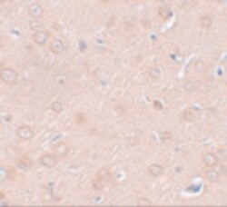Invitrogen SYNGR2 Polyclonal Antibody 100 &mu;g; Unconjugated:Antibodies,