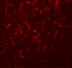 Invitrogen LXR alpha Polyclonal Antibody 100 &mu;g; Unconjugated:Anticorps,