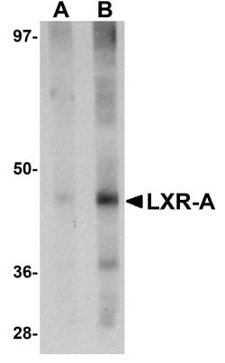 Invitrogen LXR alpha Polyclonal Antibody 100 &mu;g; Unconjugated:Anticorps,