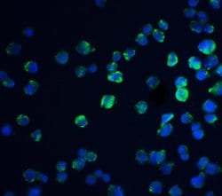 REEP3 Polyclonal Antibody, Invitrogen 100 &mu;g; Unconjugated:Antibodies