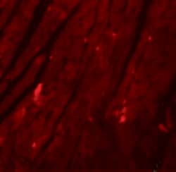 REEP3 Polyclonal Antibody, Invitrogen 100 &mu;g; Unconjugated:Antibodies