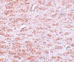 CDX2 Polyclonal Antibody, Invitrogen 100 &mu;g; Unconjugated:Antibodies,
