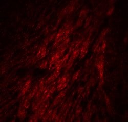 Invitrogen GATA3 Polyclonal Antibody 100 &mu;g; Unconjugated:Antibodies,