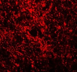 Invitrogen GATA3 Polyclonal Antibody 100 &mu;g; Unconjugated:Antibodies,