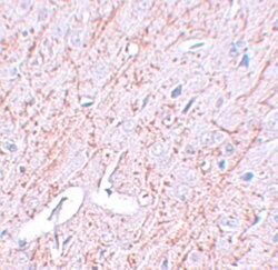 Invitrogen GATA3 Polyclonal Antibody 100 &mu;g; Unconjugated:Antibodies,