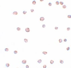 Invitrogen ARHGAP18 Polyclonal Antibody 100 &mu;g; Unconjugated:Antibodies,