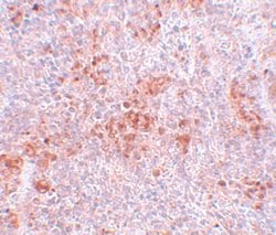 Invitrogen BFAR Polyclonal Antibody 100 &mu;g | Buy Online | Invitrogen&trade; | Fisher Scientific