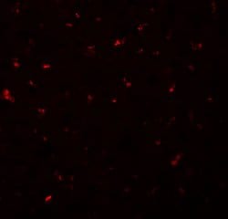 Invitrogen CALHM1 Polyclonal Antibody 100 &mu;g; Unconjugated:Antibodies,