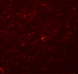 Invitrogen TCF3 Polyclonal Antibody 100 μg; Unconjugated:Antibodies,