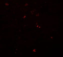 Invitrogen BCAS3 Polyclonal Antibody 100 &mu;g; Unconjugated:Antibodies,