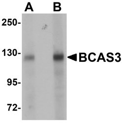 Invitrogen BCAS3 Polyclonal Antibody 100 &mu;g; Unconjugated:Antibodies,