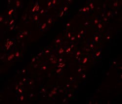 Invitrogen MINA53 Polyclonal Antibody 100 &mu;g; Unconjugated:Antibodies,