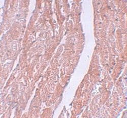 Invitrogen MINA53 Polyclonal Antibody 100 &mu;g; Unconjugated:Antibodies,